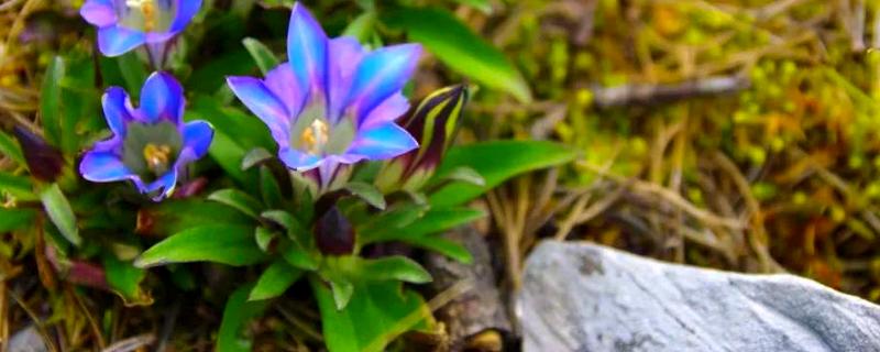 龙胆的亩产量，每亩地的产量在一千斤左右