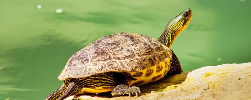 乌龟多久生一次蛋，一般间隔10-25天