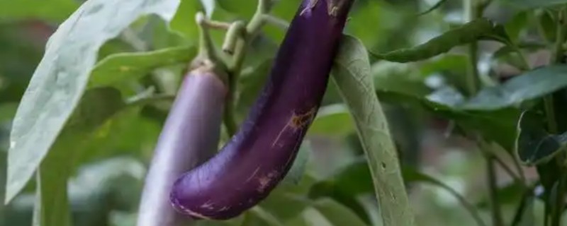 茄子适合深栽吗，浅栽容易倒伏