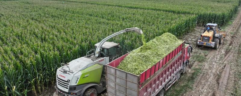 青贮玉米的品种有哪些，有华牧3号、华牧6号等