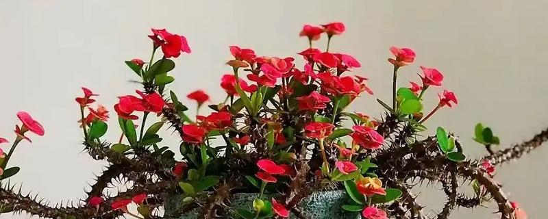 刺梅花的叶子为什么发黄，可能是过度浇水、施肥过量等因素造成