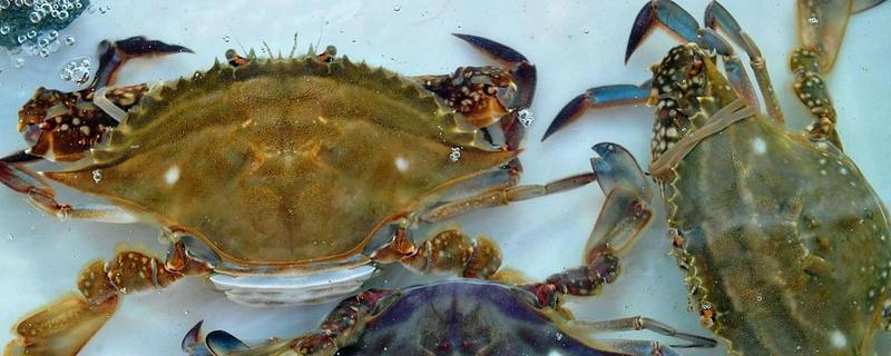 梭子蟹有什么品种，拥剑梭子蟹、银光梭子蟹等品种很常见