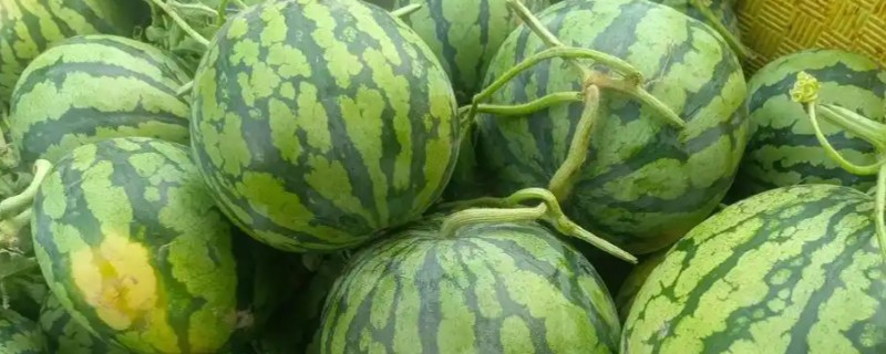 美都西瓜的价格，不同地区的售价有区别