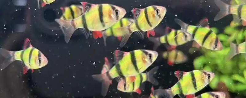 虎皮鱼能和什么鱼混养，有黑裙、石美人、红尾鲨等