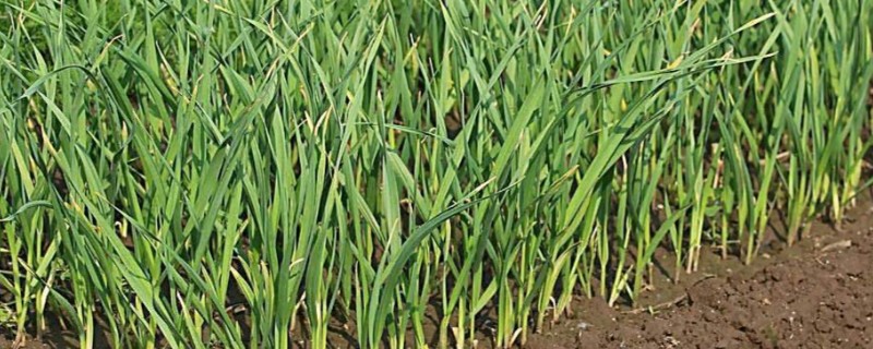 蒜苗为什么黄叶干尖，可能是重茬栽种的缘故