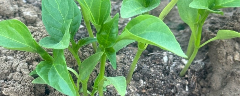 蔬菜夏季育苗要点，温度过高时要喷水降温