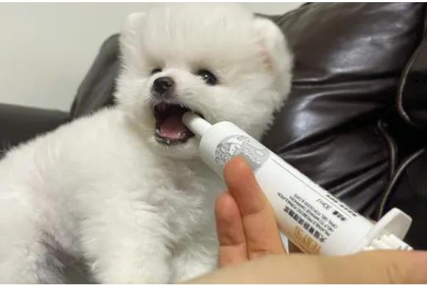 狗狗体内有蛔虫如何处理,饲喂阿苯达唑片可以驱虫