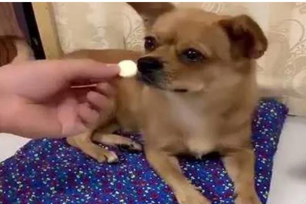 狗狗体内有蛔虫如何处理,饲喂阿苯达唑片可以驱虫