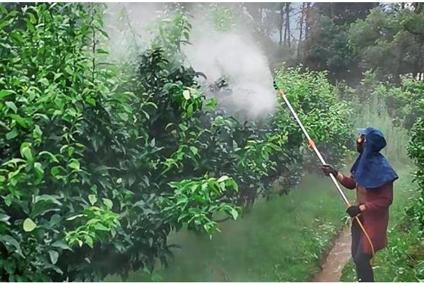 让柑橘着色快增甜的方法,可喷施芸苔素内酯或液态钛肥