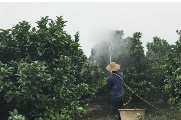 让柑橘着色快增甜的方法,可喷施芸苔素内酯或液态钛肥