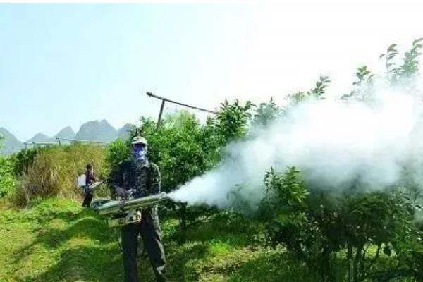 让柑橘着色快增甜的方法,可喷施芸苔素内酯或液态钛肥