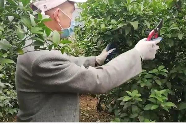 让柑橘着色快增甜的方法,可喷施芸苔素内酯或液态钛肥