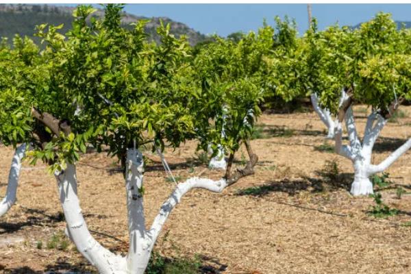 让柑橘着色快增甜的方法,可喷施芸苔素内酯或液态钛肥