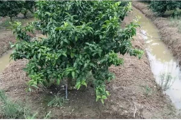 让柑橘着色快增甜的方法,可喷施芸苔素内酯或液态钛肥