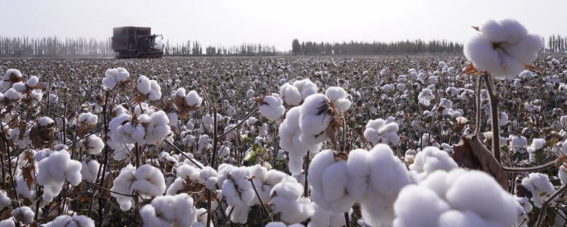 我国棉花育种有多少个阶段，徐州农业科学研究所大概经历了4个阶段