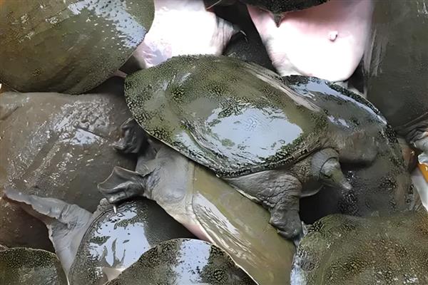 甲鱼吃什么，成鳖吃新鲜动物性饲料
