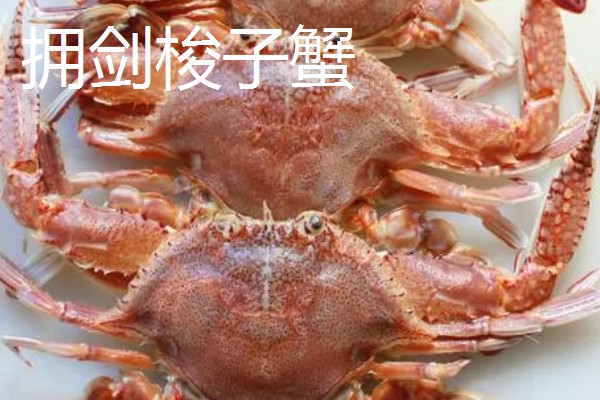 梭子蟹有什么品种,拥剑梭子蟹、银光梭子蟹等品种很常见