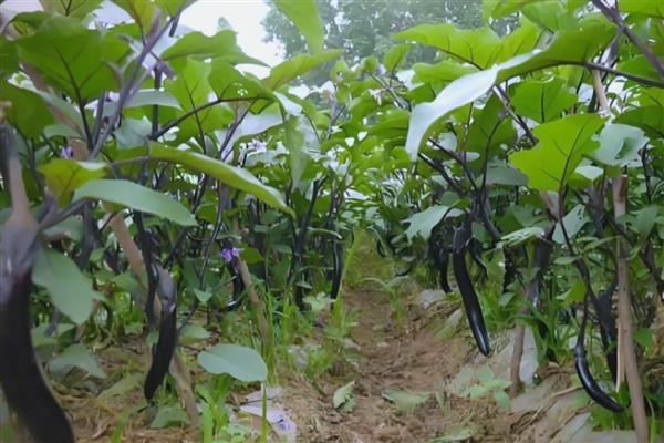 茄子适合深栽吗，浅栽容易倒伏