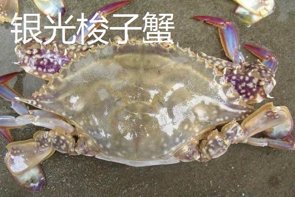 梭子蟹有什么品种,拥剑梭子蟹、银光梭子蟹等品种很常见