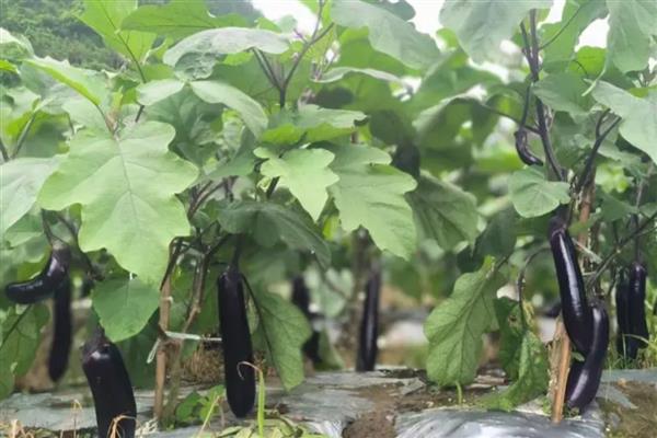 茄子适合深栽吗，浅栽容易倒伏