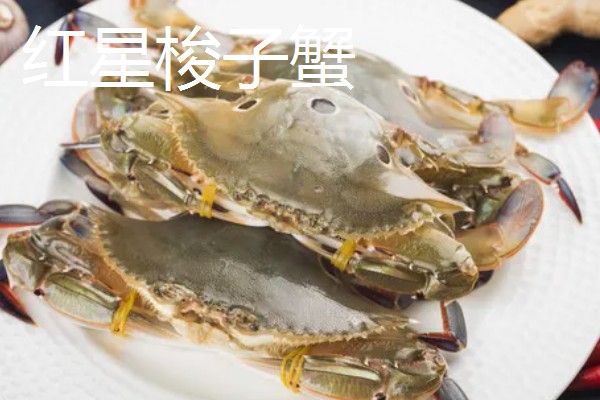 梭子蟹有什么品种,拥剑梭子蟹、银光梭子蟹等品种很常见