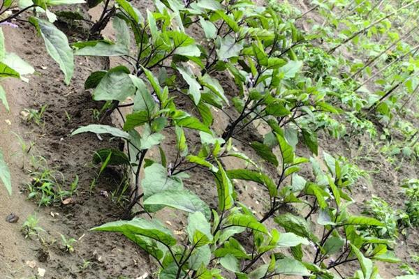 茄子适合深栽吗，浅栽容易倒伏
