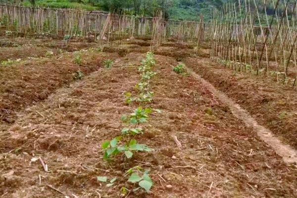 北方眉豆播种时间，适合在6月份播种
