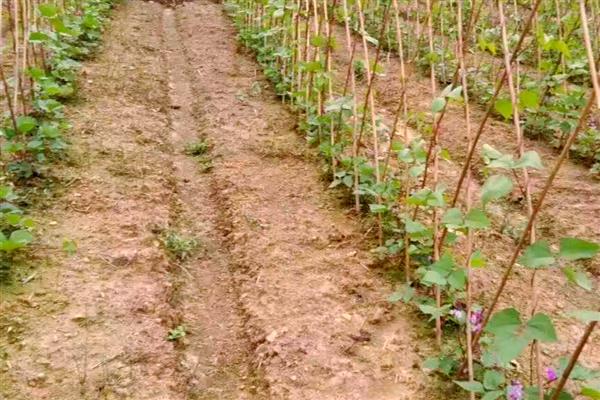 北方眉豆播种时间，适合在6月份播种