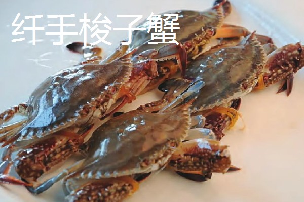 梭子蟹有什么品种,拥剑梭子蟹、银光梭子蟹等品种很常见