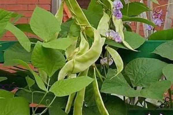 北方眉豆播种时间，适合在6月份播种