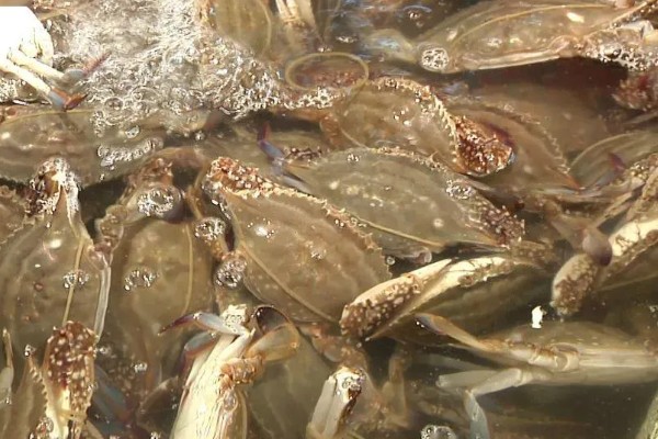 梭子蟹有什么品种,拥剑梭子蟹、银光梭子蟹等品种很常见