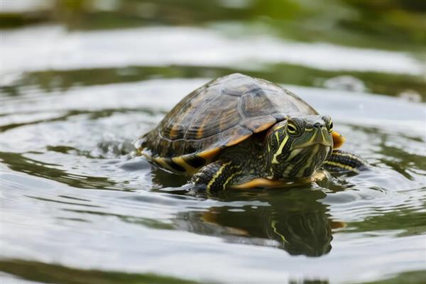 乌龟多久生一次蛋,一般间隔10-25天