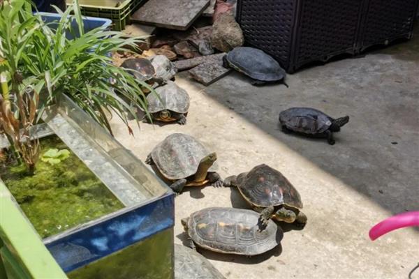 乌龟多久生一次蛋,一般间隔10-25天