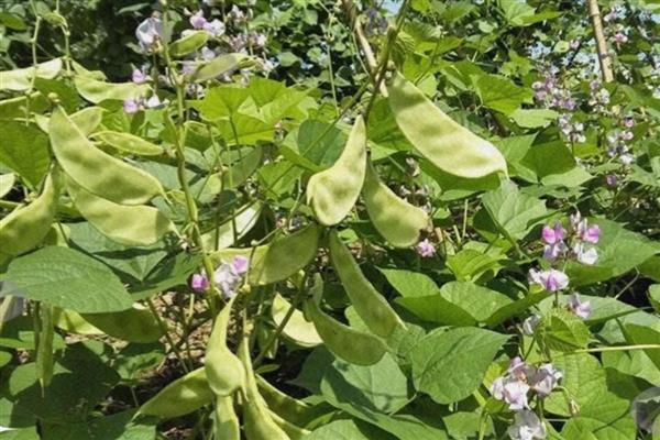 北方眉豆播种时间，适合在6月份播种