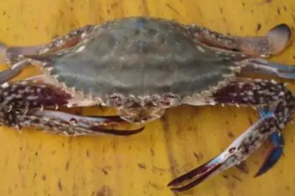 梭子蟹有什么品种,拥剑梭子蟹、银光梭子蟹等品种很常见