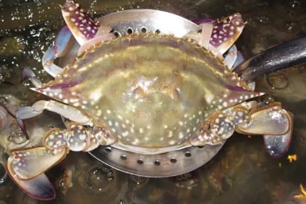 梭子蟹有什么品种,拥剑梭子蟹、银光梭子蟹等品种很常见