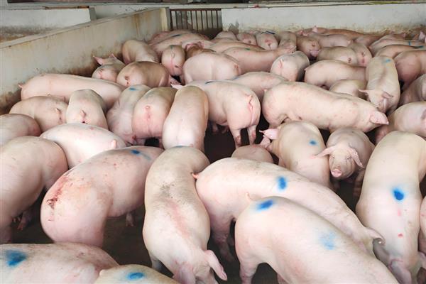 怎么算猪的毛重和净重，毛重指活猪站在体重秤上的纯体重