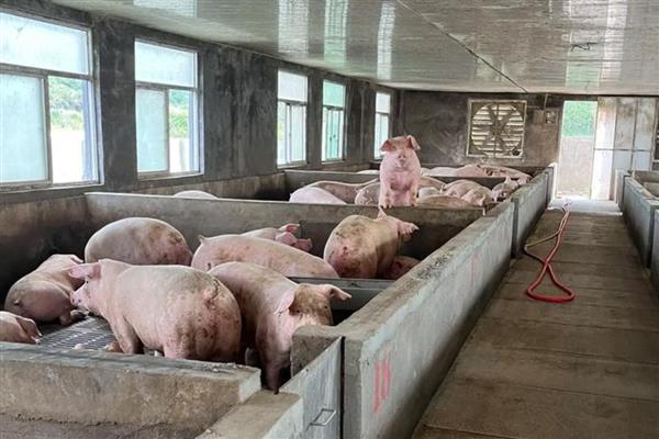 怎么算猪的毛重和净重，毛重指活猪站在体重秤上的纯体重