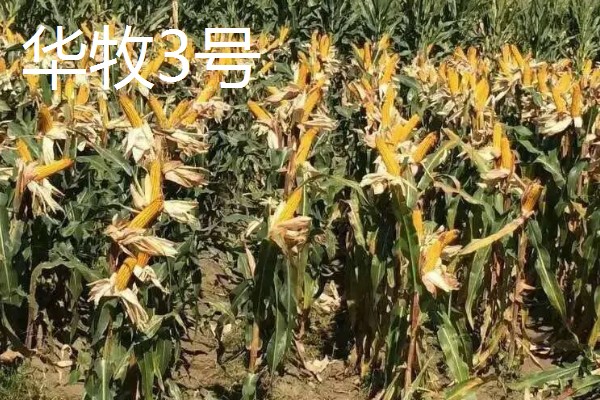 青贮玉米的品种有哪些，有华牧3号、华牧6号等