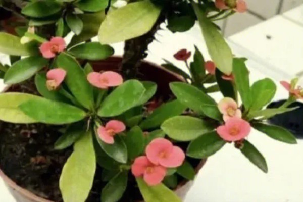 刺梅花的叶子为什么发黄，可能是过度浇水、施肥过量等因素造成