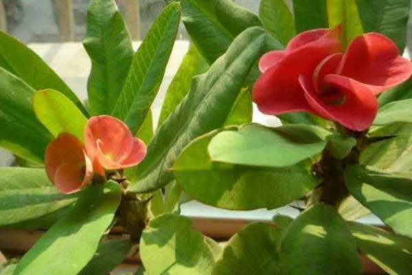 刺梅花的叶子为什么发黄，可能是过度浇水、施肥过量等因素造成