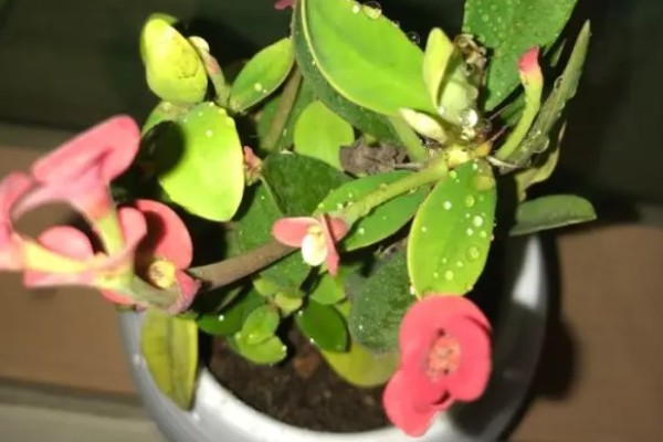 刺梅花的叶子为什么发黄，可能是过度浇水、施肥过量等因素造成