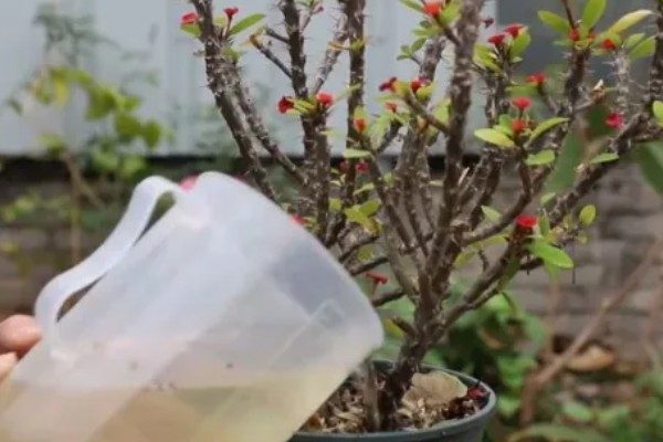 刺梅花的叶子为什么发黄，可能是过度浇水、施肥过量等因素造成