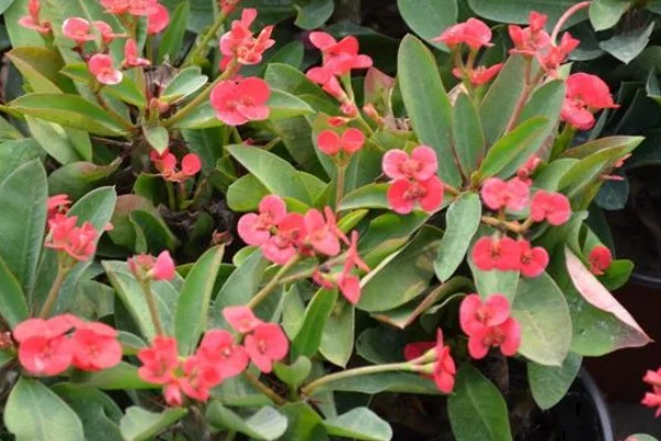 刺梅花的叶子为什么发黄，可能是过度浇水、施肥过量等因素造成