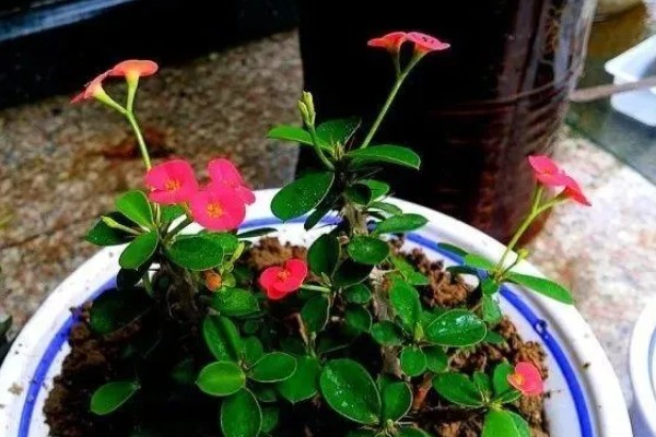 刺梅花的叶子为什么发黄，可能是过度浇水、施肥过量等因素造成