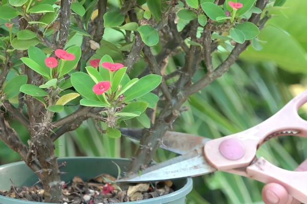 刺梅花的叶子为什么发黄，可能是过度浇水、施肥过量等因素造成