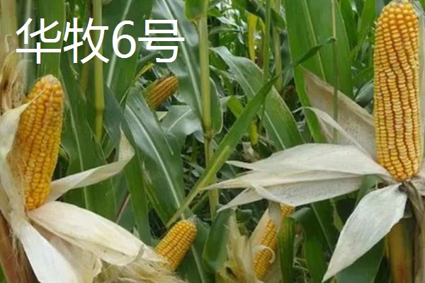 青贮玉米的品种有哪些，有华牧3号、华牧6号等