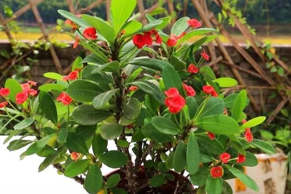 刺梅花的叶子为什么发黄，可能是过度浇水、施肥过量等因素造成