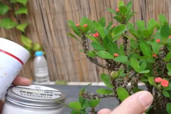 刺梅花的叶子为什么发黄，可能是过度浇水、施肥过量等因素造成