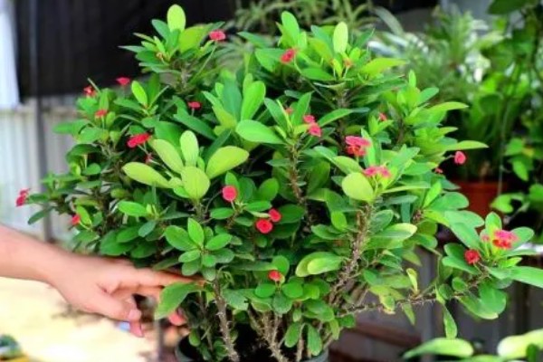 刺梅花的叶子为什么发黄，可能是过度浇水、施肥过量等因素造成